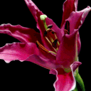 DURR po co mc jak masz łysola Discord server icon