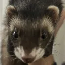 Mustelid Manor icon