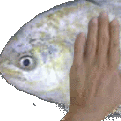 PatPats