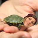the turtle club