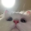 🐈・ᴘʀᴢʏᴊᴀᴢɴᴀ ᴘɪᴡɴɪᴄᴀ
