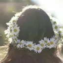 ・୨୧︰Daisy 🌼