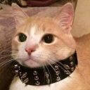 â™¡ boner land â™¡ Server Icon