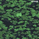 The Clover Patch