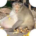 OBM: Obese Monkey