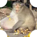 OBM: Obese Monkey Discord Server Icon
