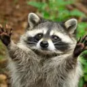 Waschbär Discord
