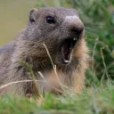 Marmotas Assassinas