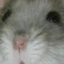 BIG Hamsters