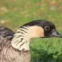 SurprisedDuck's quack fest