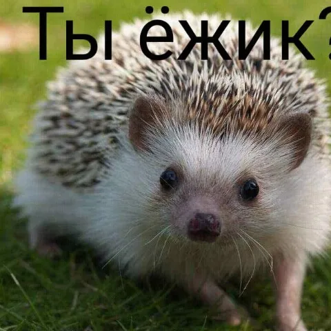 Ёжики - Discord Server Ёжики - Discord Server