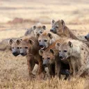 Hyenas of the Canyon