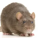 Ratford