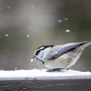 Ice Kingdom