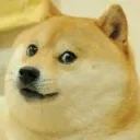 La Niche des Shibas