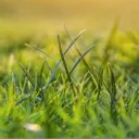 Grass Touching (WIP NAME)
