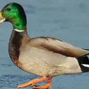 Ducks And Ducklings