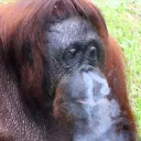 Recreational Cigarette Club