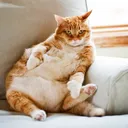 Cats Archive