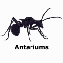 Discovery icon for ANTARIUMS 🐜 Discord server