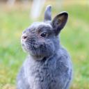 La cachette des lapins 🐇