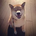 代替鯖
