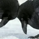 Soulmates ♥