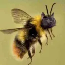 Bee Craft