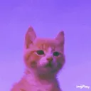 ･ﾟ✧𝑚𝑢𝑙𝑡𝑖'𝑠 ℎ𝑜𝑢𝑠𝑒･ﾟ✧