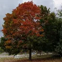 The Citadel Discord Server Icon