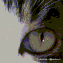 Cats Eye