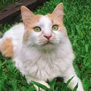 Gatillo y su Pandilla