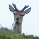 Deerz Discord Cult