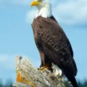 eagle's community's icon