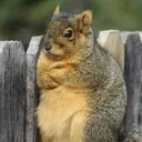 LtSquirrel01 Discord Server
