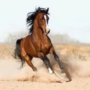 piss pals horse dick brigade