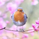 The Aviary