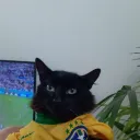 Gato Patriota
