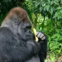 Gorilla Warfare