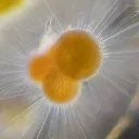 Pacific Plankton