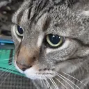 I used to Pet My Cats