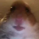 alpha cord