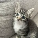 •┈ lust district ┈• Discord Server Icon