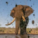 Wildlife First Photography
