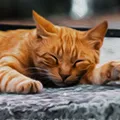 Left By StarClan