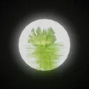 Water Lettuce Productions Official Discord