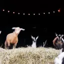 The Goat Farm™