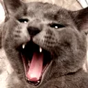 MeowMeow