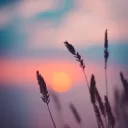 Ascends | CODM