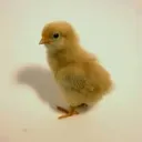chicks <3